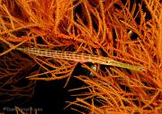 45 Trumpetfish